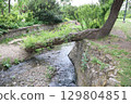 A Serene Stream flows gently alongside an Overhanging Tree in a beautiful Tranquil Park setting 129804851