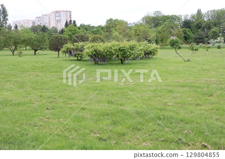 A Lush, Vibrant Green Park Surrounded by Majestic Trees and an Urban City Background 129804855