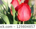 A Collection of Vibrant Red Tulips in Full Bloom Set Against a Soft and Gentle Background 129804857