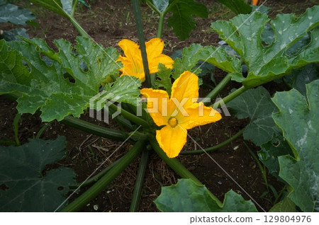 zucchini  129804976