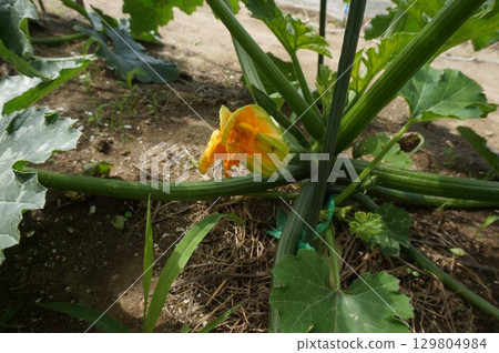 zucchini  129804984