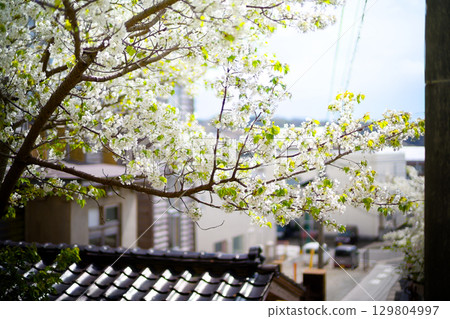 佐渡島的街道 129804997