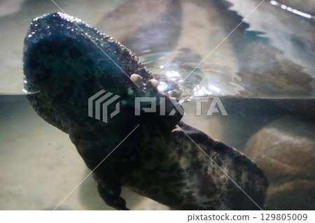 Image of giant salamanders being raised in an aquarium Image of giant salamanders being raised in an aquarium 129805009