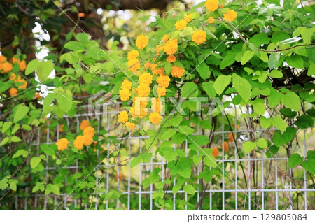 Yamaboki flowers 129805084