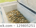Fresh Clams from the Shore 129805251