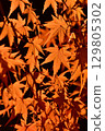 Maple leaves which turned red leaves 129805302