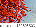 Autumn leaves shining in the blue sky 129805303