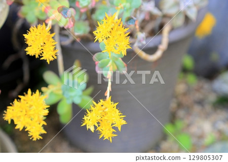 仙人掌花 仙人掌花 129805307