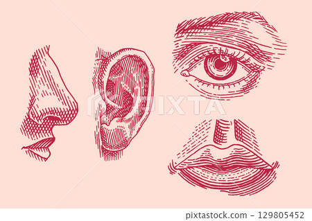 Human face parts or sensory organs set. Nose, ear, eyes, mouth and lips. Hand drawn engraved 129805452