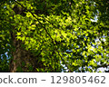 Shining fresh green leaves in the forest 129805462