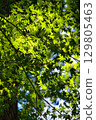 Fresh leaves of young leaves shining in light 129805463