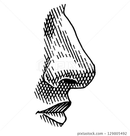 Human nose. Hand drawn illustration of a human hearing organ for medicine. Anatomy illustration Human nose. Hand drawn illustration of a human hearing organ for medicine. Anatomy illustration 129805492