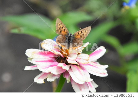 花園博物館Hiei 129805535