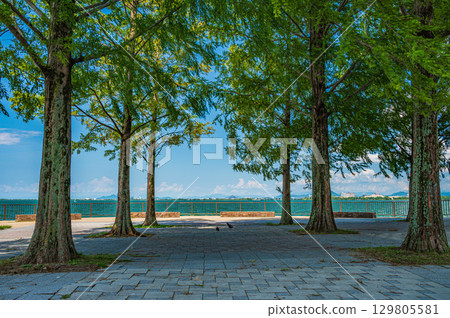 滋賀縣大津市琵琶湖渚公園 滋賀縣大津市琵琶湖渚公園 129805581