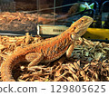 Bearded dragon in a terrarium   129805625