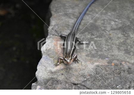 花園博物館Hiei 花園博物館Hiei 129805658