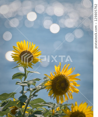Midsummer sea and sunflowers 129805762