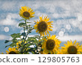 Midsummer sea and sunflowers 129805763