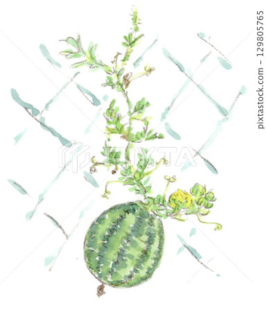 一幅夏日風景的水彩畫，一顆剛開始結果的蒺藜大小的西瓜 129805765