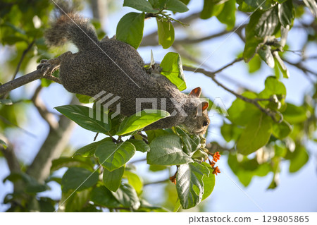 Beautiful wild gray squirrel eating nuts on a tree in summer town park 129805865