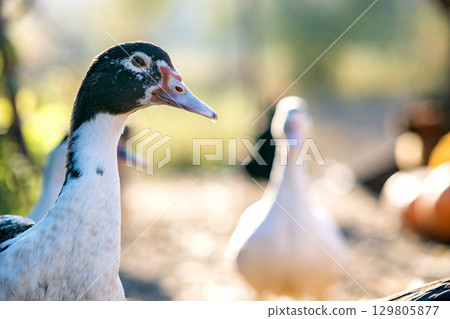 Detail of a duck head. Ducks feed on traditional rural barnyard. Close up of waterbird standing on barn yard. Free range poultry farming concept. Detail of a duck head. Ducks feed on traditional rural barnyard. Close up of waterbird standing on barn yard. Free range poultry farming concept. 129805877