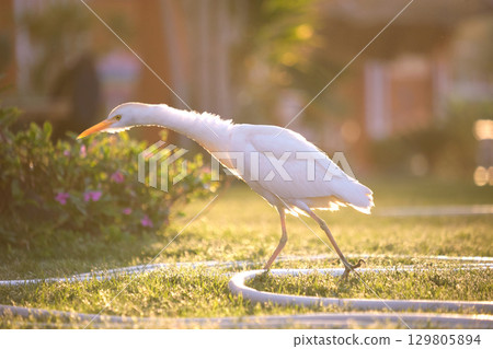 White cattle egret wild bird, also known as Bubulcus ibis walking on green lawn in summer White cattle egret wild bird, also known as Bubulcus ibis walking on green lawn in summer 129805894