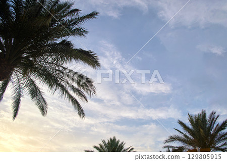Beautiful green coconut palm trees on tropical beach against evening sky. Summer vacation concept Beautiful green coconut palm trees on tropical beach against evening sky. Summer vacation concept 129805915