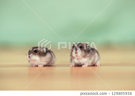Closeup of two small funny miniature jungar hamsters sitting on a floor. Fluffy and cute Dzhungar rats at home. 129805938