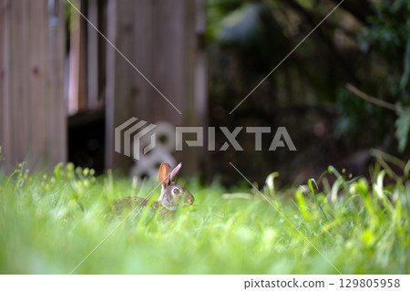 Grey small hare eating grass on summer field. Wild rabbit in nature 129805958