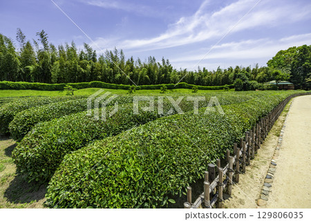 Okayama Korakuen Tea Fields, Okayama City, Okayama Prefecture 129806035