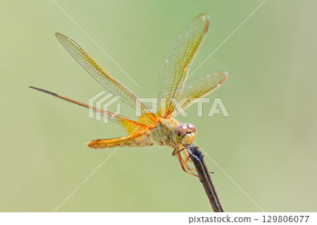 female scarlet dragonfly 129806077