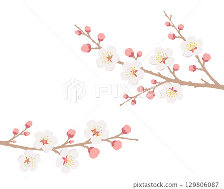 White plum branch illustration 129806087