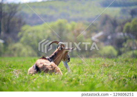Domestic milk goat with long beard and horns resting on green pasture grass on summer day. Feeding of cattle on farm grassland 129806251