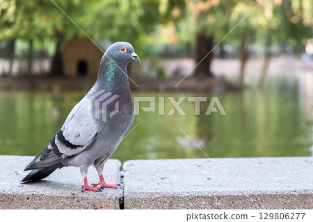 Gray dove bird outdoors in a city park. 129806277