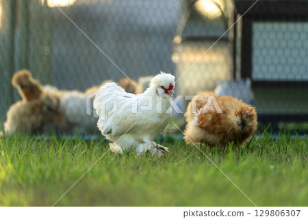 Silkie chicks in free range conditions on green grass in backyard garden 129806307
