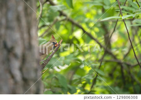 Female of northern cardinal bird (Cardinalis cardinalis) perched on a tree 129806308