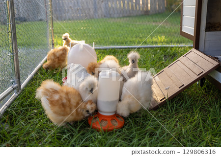 Keeping domestic chicken in free range chicken coop on home backyard. Poultry hen house with green grass in suburban garden 129806316