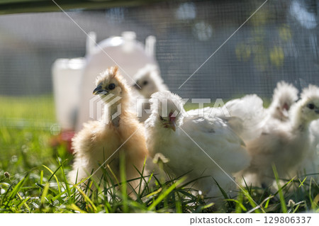Keeping domestic chicken in free range chicken coop on home backyard. Poultry hen house with green grass in suburban garden 129806337