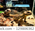 Uromastyx lizards in a terrarium 129806362