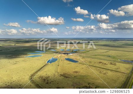 Cattle grazing on farmland pasture. Production of organic dairy products. Milk cows feeding on commercial farm grassland 129806525