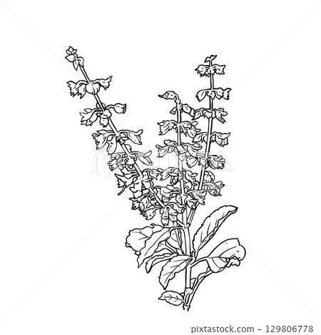 Thai basil Hand drawn sketch leaves of spice thai basi 129806778