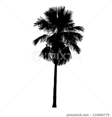 Livistona rotundifolia (Footstool palm)  Silhouette 129806779