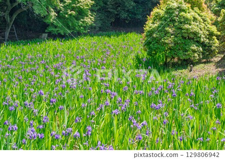 拍攝京都北區神賀茂太田神社的鳶尾花 129806942