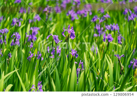 拍攝京都北區神賀茂太田神社的鳶尾花 拍攝京都北區神賀茂太田神社的鳶尾花 129806954