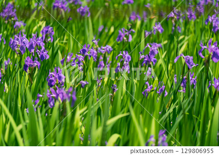 Photographed the iris of Ota Shrine, Shigeru Kamiga, Kita-ku, Kyoto 129806955