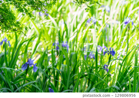 Photographed the iris of Ota Shrine, Shigeru Kamiga, Kita-ku, Kyoto 129806956