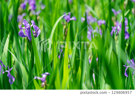 Photographed the iris of Ota Shrine, Shigeru Kamiga, Kita-ku, Kyoto 129806957