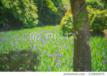 拍攝京都北區神賀茂太田神社的鳶尾花 拍攝京都北區神賀茂太田神社的鳶尾花 129806970