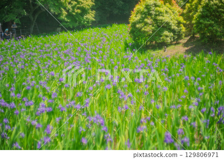拍攝京都北區神賀茂太田神社的鳶尾花 129806971