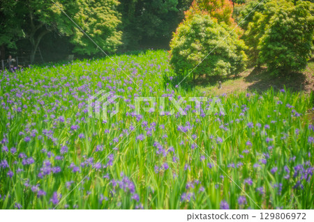 Photographed the iris of Ota Shrine, Shigeru Kamiga, Kita-ku, Kyoto 129806972